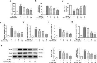 Orientin alleviates ox-LDL-induced oxidative stress, inflammation and apoptosis in human vascular endothelial cells by regulating Sestrin 1 (SESN1)-mediated autophagy