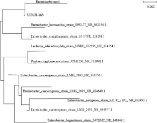 Isolation, Identification, and Characterization of Endophytic Bacteria from Medicinally Valuable Mirabilis jalapa L.