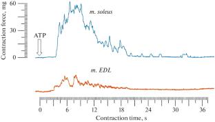 ATP Causes Contraction of Denervated Skeletal Muscles