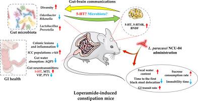 Lacticaseibacillus paracasei NCU-04 relieves constipation and the depressive-like behaviors induced by loperamide in mice through the microbiome-gut-brain axis