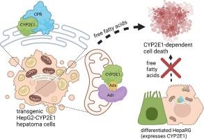 Subcellular expression of CYP2E1 in HepG2 cells impacts response to free oleic and palmitic acid