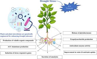 Drought stress mitigation through bioengineering of microbes and crop varieties for sustainable agriculture and food security