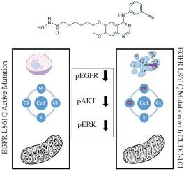 Cytotoxicity and inhibitory potential of CUDC-101 in non-small cell lung cancer cells with rare EGFR L861Q mutation