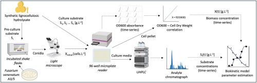 High throughput parameter estimation and uncertainty analysis applied to the production of mycoprotein from synthetic lignocellulosic hydrolysates