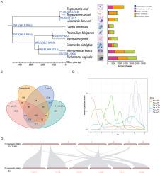 Chromosome-level genome assembly, reannotation and decoding of a Trichomonas vaginalis clinical isolate from Shiyan, Central China