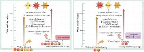 Elucidating the influence of volatile compounds on aroma profiles across peach (Prunus persica L.) cultivars and offspring exhibiting diverse flesh colors