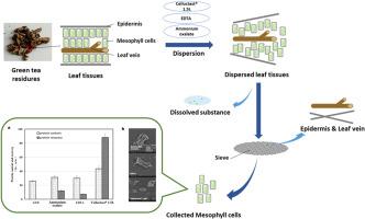 Effective collection of protein-enriched cells from green tea residue: An innovative process for leaf protein production