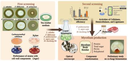 Efficient conversion of tea residue nutrients: Screening and proliferation of edible fungi