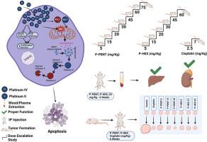 Unveiling the chemotherapeutic potential of two platinum(IV) complexes in skin cancer: in vitro and in vivo Insights