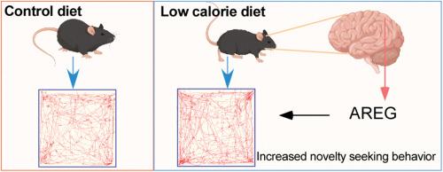 Integrated multi-omics profiling highlights the diet-gut-brain axis in low-calorie diets promoted novelty-seeking behavior