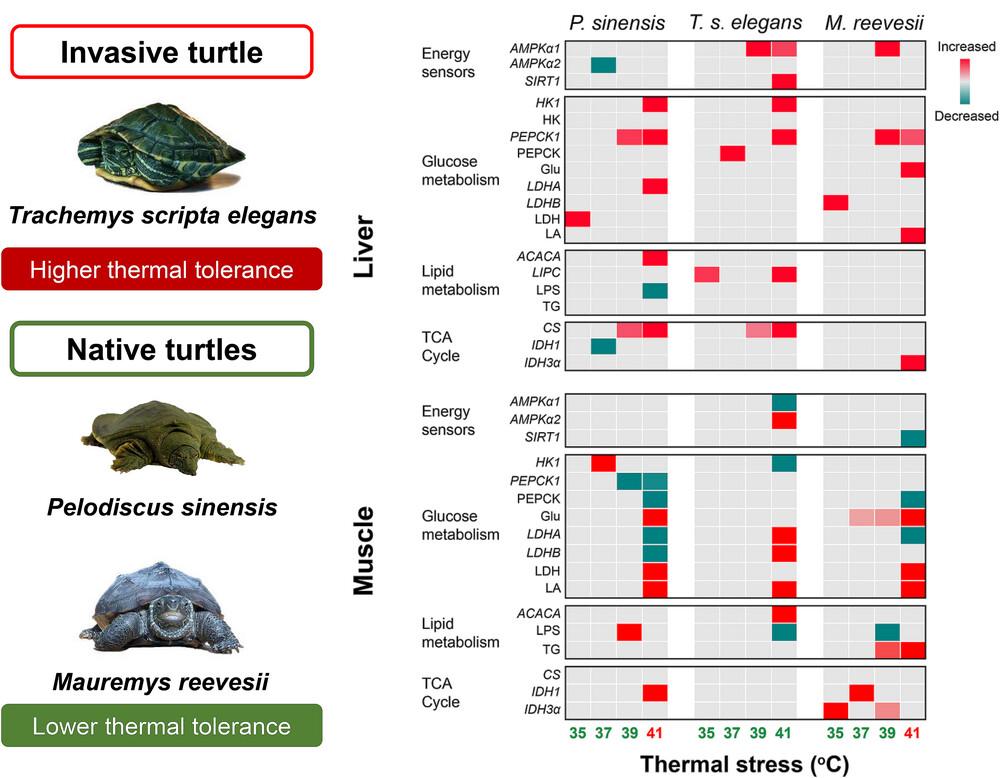 Distinct metabolic responses to thermal stress between invasive freshwater turtle Trachemys scripta elegans and native freshwater turtles in China