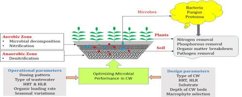 Microbiological dimensions and functions in constructed wetlands: A review