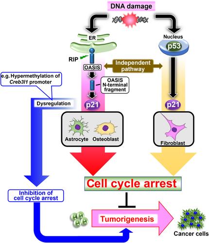 CREB3L1/OASIS: cell cycle regulator and tumor suppressor