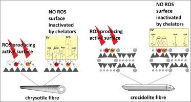 Bridging the gap between toxicity and carcinogenicity of mineral fibres by connecting the fibre parameters to the key characteristics of carcinogens: A comprehensive model inspiring asbestos-induced cancer prevention strategies