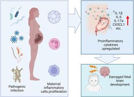 Maternal immune activation and neuropsychiatric disease in offspring: Pathogen's perspective