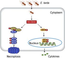 An intracellular bacterial pathogen triggers RIG-I/MDA5-dependent necroptosis