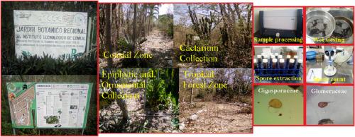 Arbuscular mycorrhizal interaction associated with a botanical garden in the tropics of Mexico