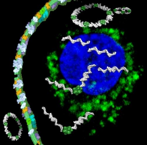 Is it Time for Multi-Drug Therapy with Combination of Therapeutic Nucleic Acids?