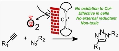 Stable Cu (I) Complexes for Intracellular Cu-Catalyzed Azide Alkyne Cycloaddition
