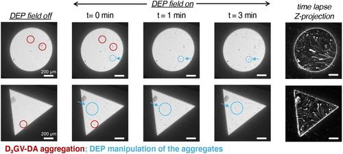Non-Uniform Electric Field Manipulation of Chromogenic Peptide Amphiphile Assemblies