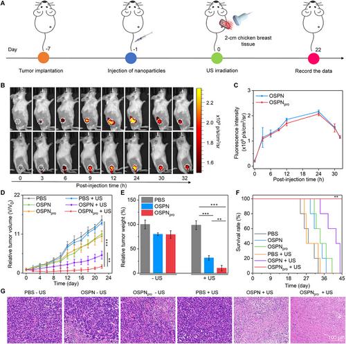 Erratum to “Oxygen-carrying semiconducting polymer nanoprodrugs induce sono-pyroptosis for deep-tissue tumour treatment”