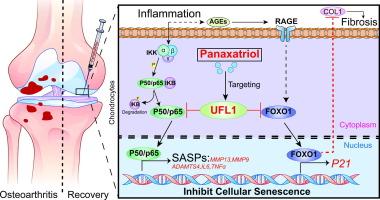Panaxatriol exerts anti-senescence effects and alleviates osteoarthritis and cartilage repair fibrosis by targeting UFL1