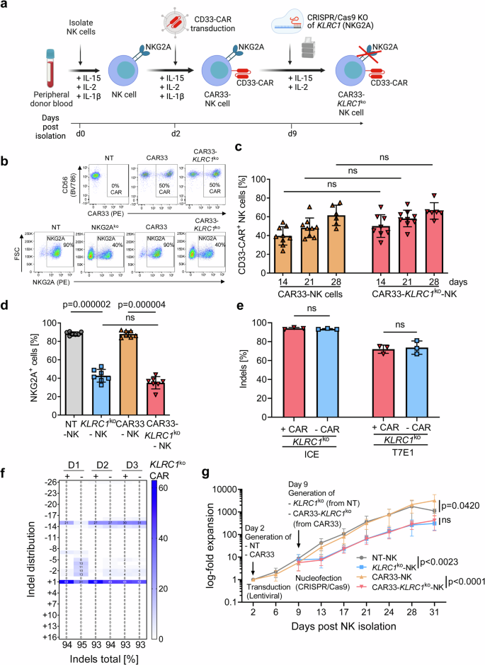 CRISPR/Cas9 editing of NKG2A improves the efficacy of primary CD33-directed chimeric antigen receptor natural killer cells