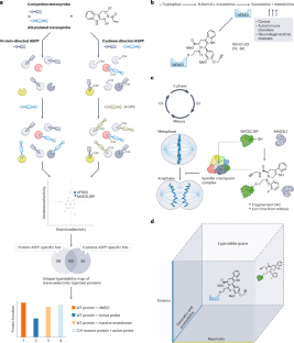 Charting the ligandable proteome for stereoselective interactions