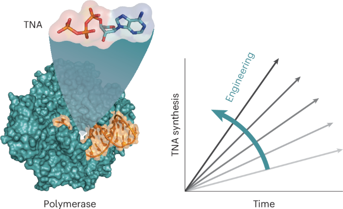 Directed evolution of a highly efficient TNA polymerase achieved by homologous recombination