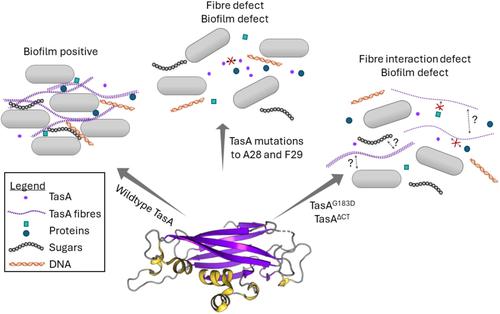 TasA Fibre Interactions Are Necessary for Bacillus subtilis Biofilm Structure