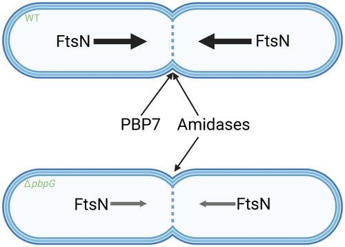 Peptidoglycan Endopeptidase PBP7 Facilitates the Recruitment of FtsN to the Divisome and Promotes Peptidoglycan Synthesis in Escherichia coli