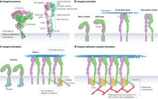 The role and regulation of integrins in cell migration and invasion