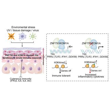 The transcription regulators ZNF750 and LSD1/KDM1A dampen inflammation on the skin’s surface by silencing pattern recognition receptors