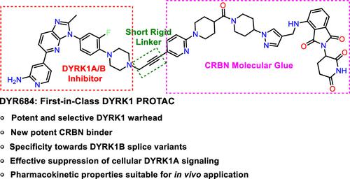 Discovery and Functional Characterization of a Potent, Selective, and Metabolically Stable PROTAC of the Protein Kinases DYRK1A and DYRK1B