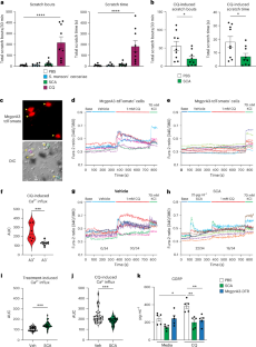 MrgprA3 neurons drive cutaneous immunity against helminths through selective control of myeloid-derived IL-33