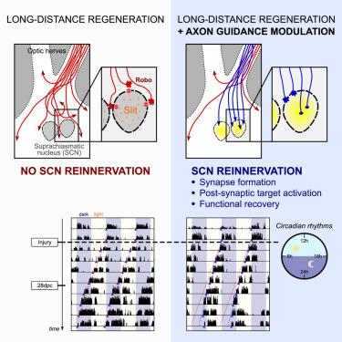 Axon guidance during mouse central nervous system regeneration is required for specific brain innervation