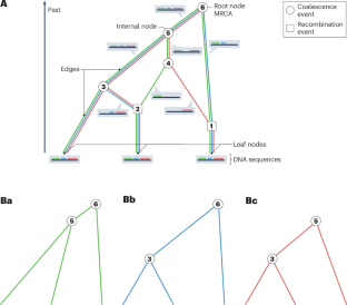 Inference and applications of ancestral recombination graphs