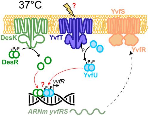 Unveiling the Coordinated Action of DesK/DesR and YvfT/YvfU to Control the Expression of an ABC Transporter in Bacillus subtilis