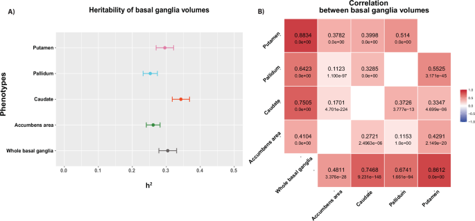 The genetic landscape of basal ganglia and implications for common brain disorders