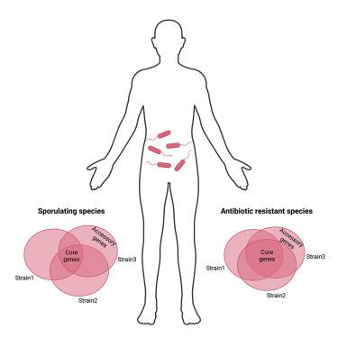 Pangenomes of human gut microbiota uncover links between genetic diversity and stress response