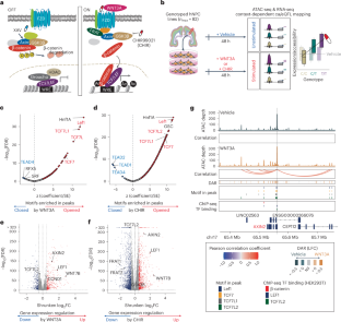 Stimulating Wnt signaling reveals context-dependent genetic effects on gene regulation in primary human neural progenitors