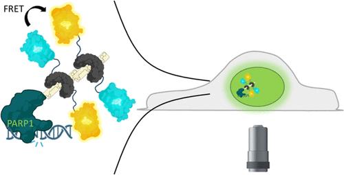 A Genetically Encoded Sensor for Real-Time Monitoring of Poly-ADP-Ribosylation Dynamics In Vitro and in Cells.