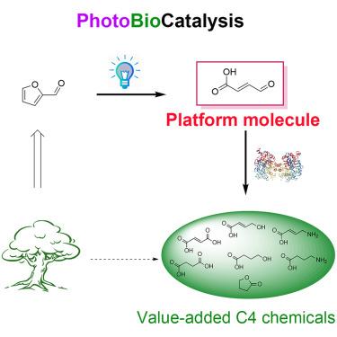 Photoenzymatic synthesis of C4 chemicals from biomass-derived furfural via fumaric semialdehyde