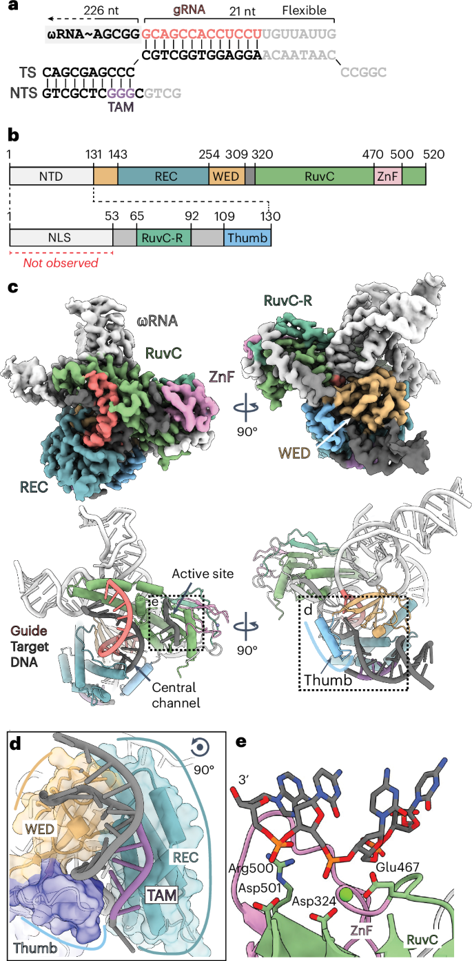 Structure of Fanzor2 reveals insights into the evolution of the TnpB superfamily