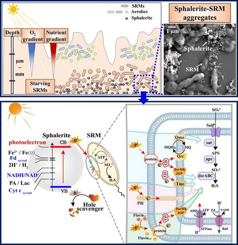 Photoelectron-promoted metabolism of sulphate-reducing microorganisms in substrate-depleted environments