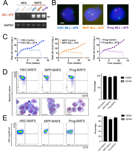 The epigenetic state of the cell of origin defines mechanisms of leukemogenesis.