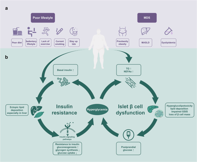 Type 2 diabetes mellitus in adults: pathogenesis, prevention and therapy.