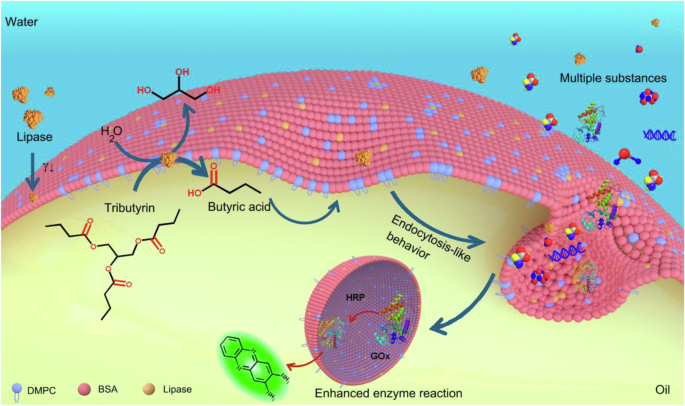 Lipase activated endocytosis-like behavior of oil-in-water emulsion.