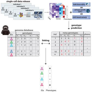 Private information leakage from single-cell count matrices