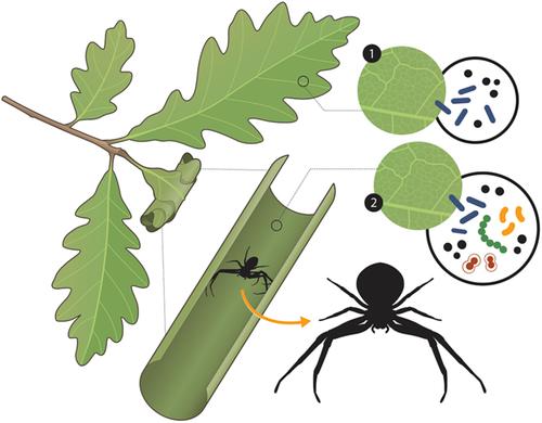 Leaf Shelters Facilitate the Colonisation of Arthropods and Enhance Microbial Diversity on Plants